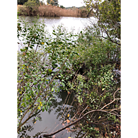 King tide Hampton Virginia image